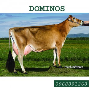 Tinh bò sữa Jersey - DOMINOS